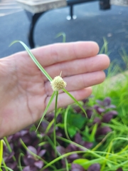 Cyperus