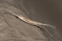 Plutella porrectella