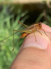 Conocephalus attenuatus