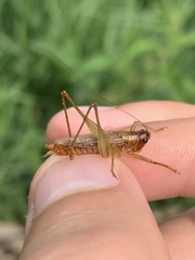 Conocephalus attenuatus