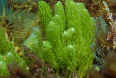 Caulerpa crispata