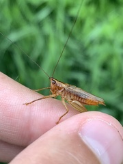 Conocephalus attenuatus