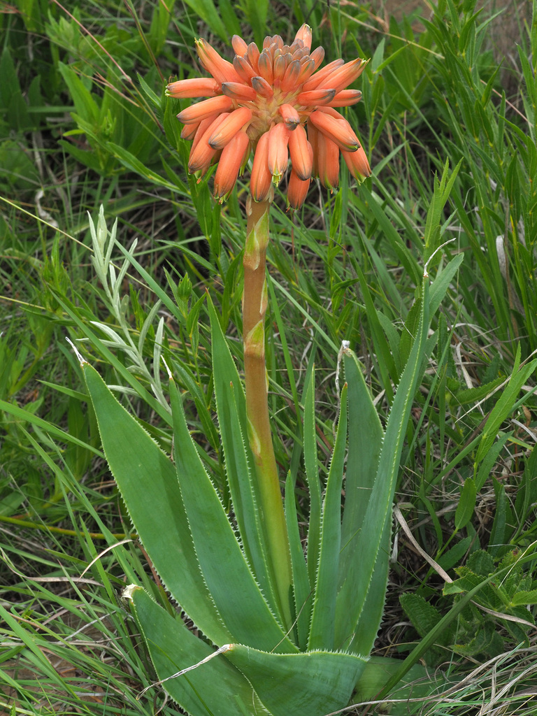 Boyle's Grass Aloe