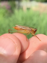 Conocephalus attenuatus