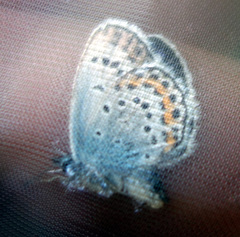 Plebejus argus