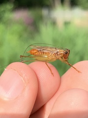 Conocephalus attenuatus