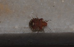 Dyroderes umbraculatus