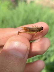 Conocephalus attenuatus