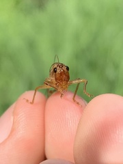 Conocephalus attenuatus