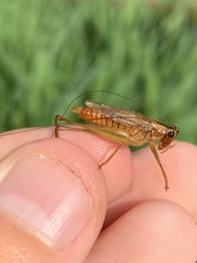 Conocephalus attenuatus