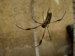 Trichonephila clavipes