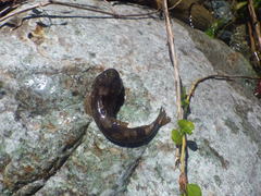 Cottus gobio