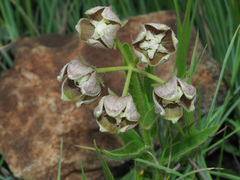 Asclepias cultriformis