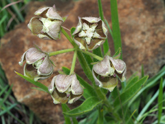 Asclepias cultriformis
