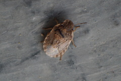 Sciocoris sideritidis