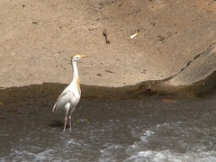 Bubulcus ibis