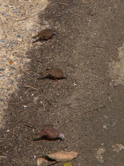 Columbina talpacoti rufipennis