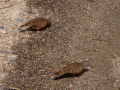 Columbina talpacoti rufipennis