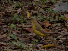 Machetornis rixosa