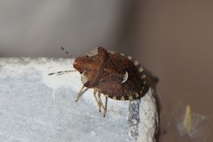 Dyroderes umbraculatus