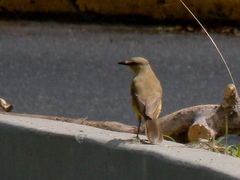 Machetornis rixosa