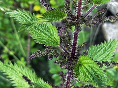 Urtica taiwaniana