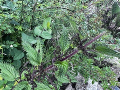Urtica taiwaniana