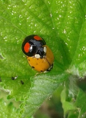 Harmonia axyridis