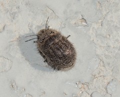 Irochrotus maculiventris