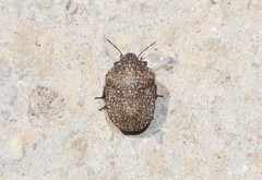 Psacasta exanthematica