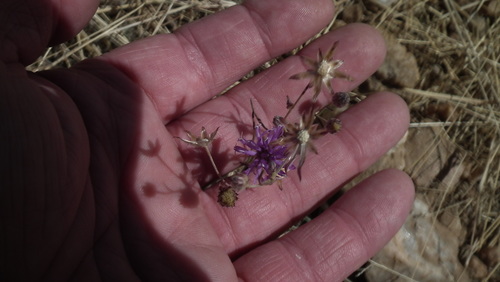 Crystallopollen angustifolium, photograph 1