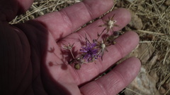 Crystallopollen angustifolium, photograph Shaun Swanepoel, CC BY, iNaturalist via GBIF
