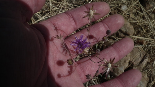 Crystallopollen angustifolium, photograph 2