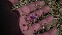 Crystallopollen angustifolium, photograph Shaun Swanepoel, CC BY, iNaturalist via GBIF