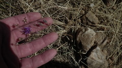 Crystallopollen angustifolium, photograph Shaun Swanepoel, CC BY, iNaturalist via GBIF