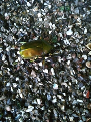 Pseudotorynorrhina japonica