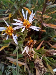 Tripolium pannonicum