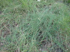 Chorizandra cymbaria