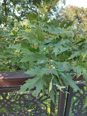Dasineura irregularis