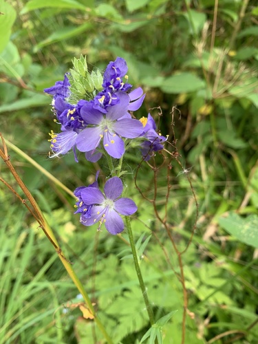vojnovka belasá (Polemonium caeruleum)