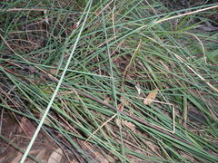 Chorizandra cymbaria