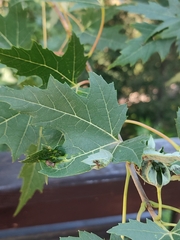 Dasineura irregularis