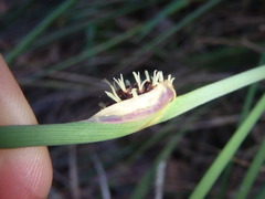 Chorizandra cymbaria