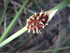 Chorizandra cymbaria