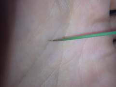 Chorizandra cymbaria