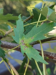 Acer saccharinum