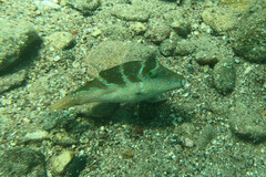 Canthigaster cyanospilota