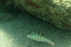 Canthigaster cyanospilota