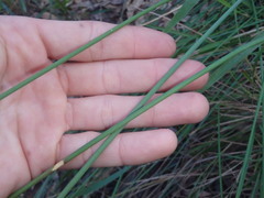 Chorizandra cymbaria