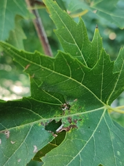 Acer saccharinum